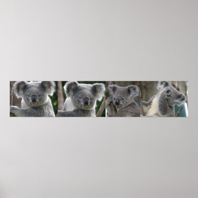 Poster Adopt A Koala Australia (Front)