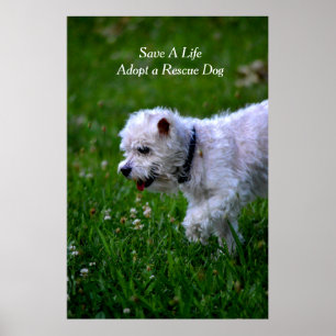 Poster Adopt a rescue dog poster/poodle