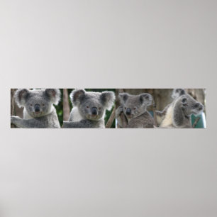 Poster Adopter A Koala Australie