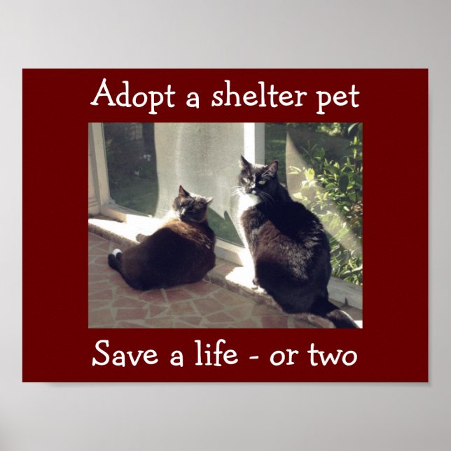 Poster Adopter les animaux domestiques (Devant)