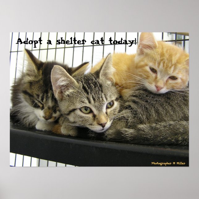 Poster Adopter un chat refuge aujourd'hui (Devant)