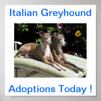 Adoptions de chien gris italien aujourd'hui Signes