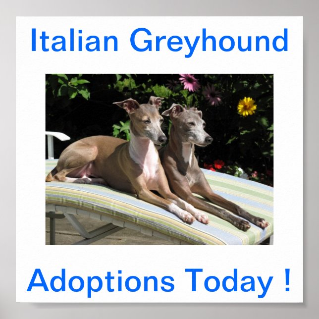 Poster Adoptions de chien gris italien aujourd'hui Signes (Devant)