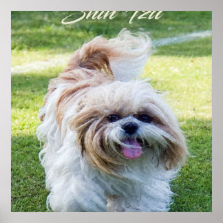 Poster adorable Chien Shih Tzu
