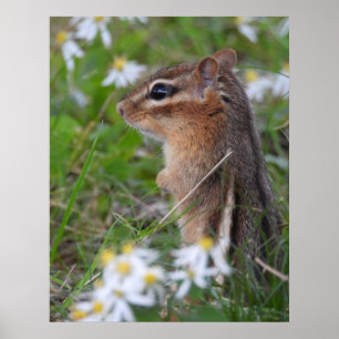 Poster Adorable Chipmunk en fleurs