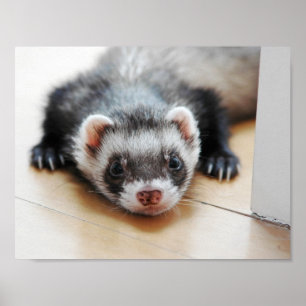 Poster Adorable Ferret Sable