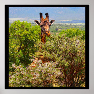 Poster Adorable Giraffe Poking His Head Above The Trees