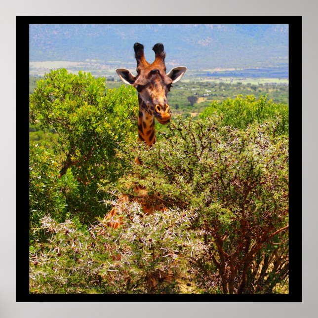 Poster Adorable Giraffe Poking His Head Above The Trees (Devant)