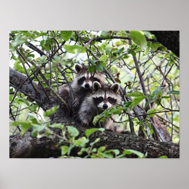 Poster Adorable Jeune Paire De Raccoon Dans L'Arbre Poste (Devant)