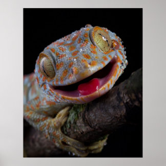 Poster Adorable joyeux tokay gecko