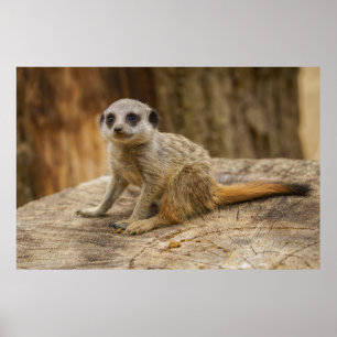 Poster Adorable Meerkat Baby