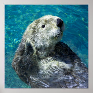 Poster Adorable Otter de mer Mignonne Eau Bleue
