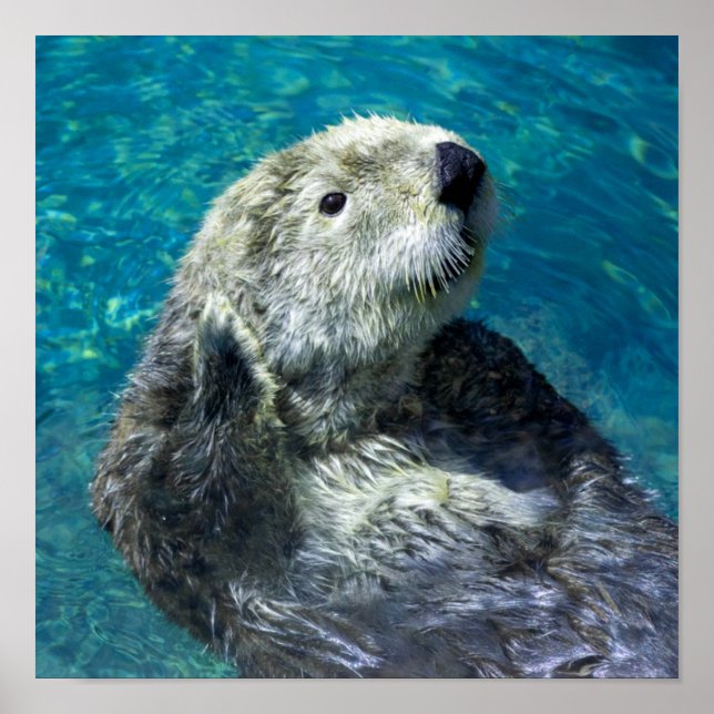 Poster Adorable Otter de mer Mignonne Eau Bleue (Devant)