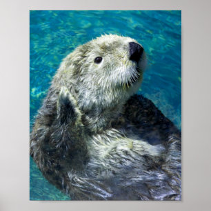 Poster Adorable Otter de mer Mignonne Eau Bleue