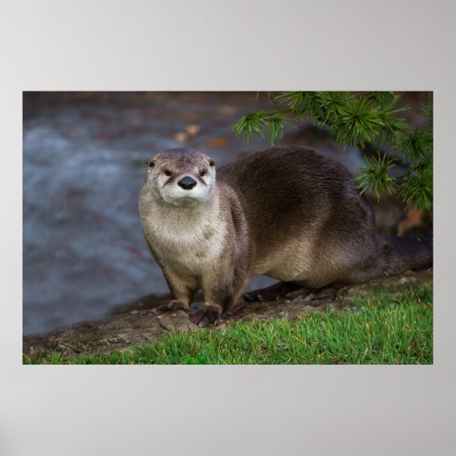 Poster Adorable Otter sur la Riverbank (Devant)