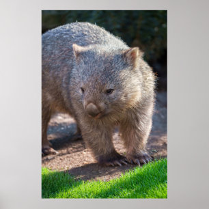 Poster Adorable Wombat