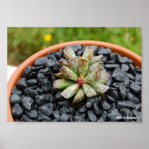 Poster Adromischus, Plante Succulente