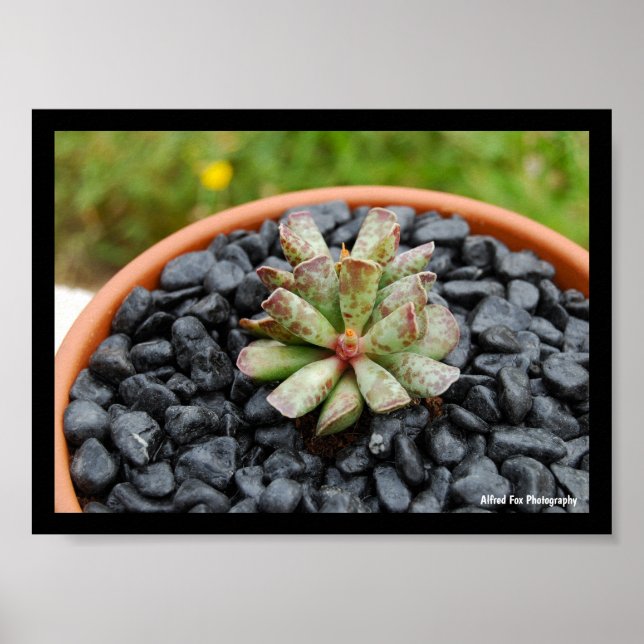 Poster Adromischus, Plante Succulente (Devant)