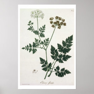 Poster Aethusa Cynapium de "Phytographie Medicale" par J