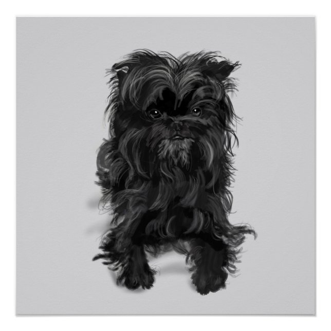 Poster Affenpinscher (Devant)