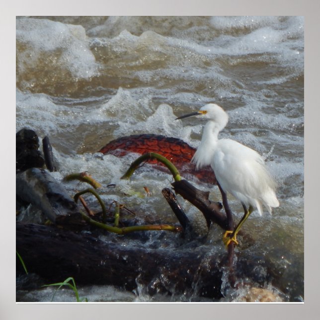 POSTER AFFICHAGE D'OISEAUX CARRIBÉENS (Devant)