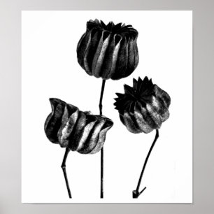 Poster Affiche-Cru Photographie-Karl Blossfeldt 23