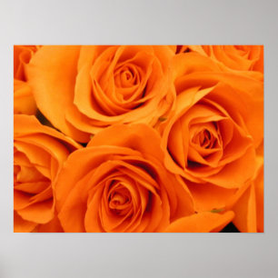 Poster Affiche, roses oranges