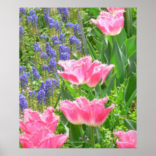 Poster Affiche, Tulipa 'Pink Fountain' Tulipe et Jacinthe