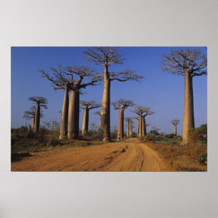 Poster Africa, Madagascar, Morondava, Baobab Avenue.