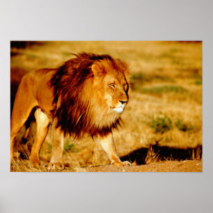 Poster Africa, Namibia, Okonjima. Lone male lion.