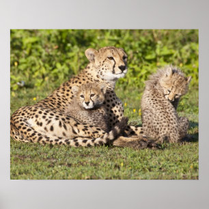 Poster Africa. Tanzania. Cheetah mother and cubs 2