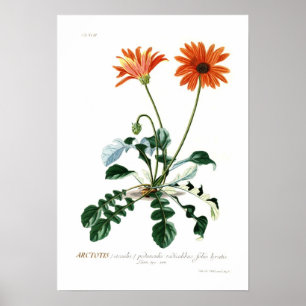 Poster African Daisy
