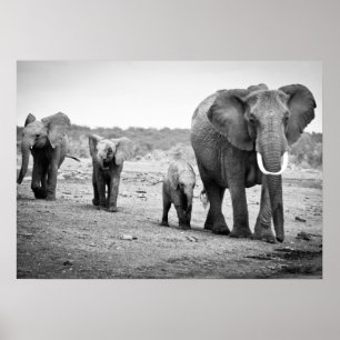 Poster African Elephant & Calves   Kenya