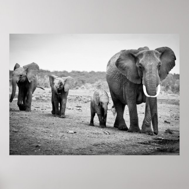 Poster African Elephant & Calves | Kenya (Devant)