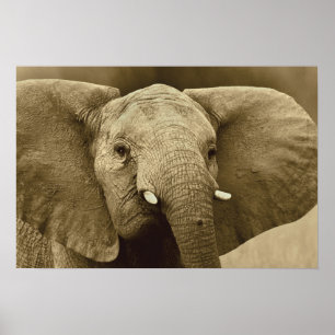 Poster African Elephant poster, impression, image, image