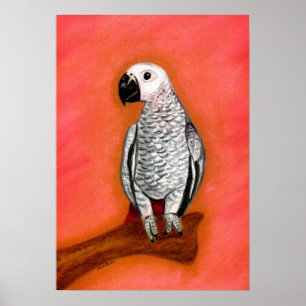 Poster African Grey Parrot Bird Portrait