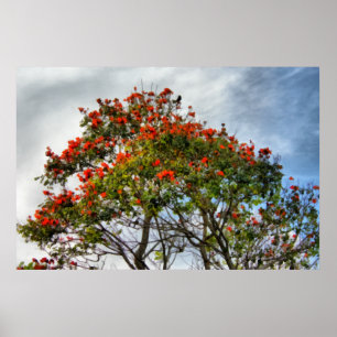 Poster African Tulip Tree.