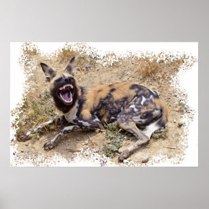 Poster African Wild Dog montre ses dents
