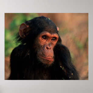 Poster Afrique, Afrique de l'Est, Tanzanie, Gombe Nationa