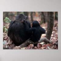 Afrique, Afrique de l'Est, Tanzanie, Gombe Nationa