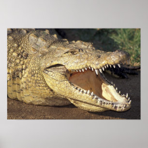 Poster Afrique, Afrique du Sud Crocodile du Nil
