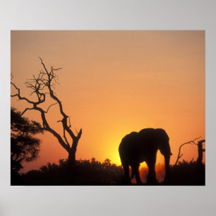Poster Afrique, Botswana, Parc national de Chobe, Cadre