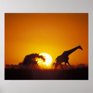 Poster Afrique, Botswana, Parc national de Chobe, Giraffe