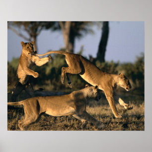 Poster Afrique, Botswana, Parc national de Chobe, Lionnes