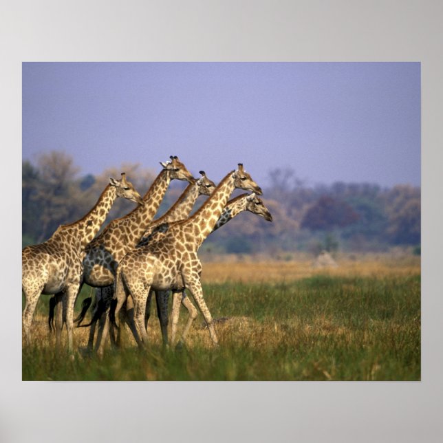 Poster Afrique, Botswana, Réserve de gibier de Moremi (Devant)