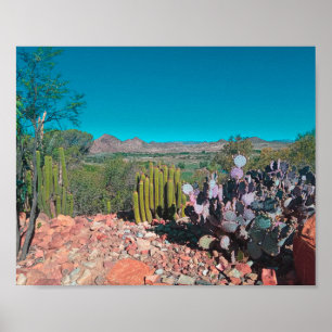 Poster Afrique Désert Paysage Nature Cactus Plantes