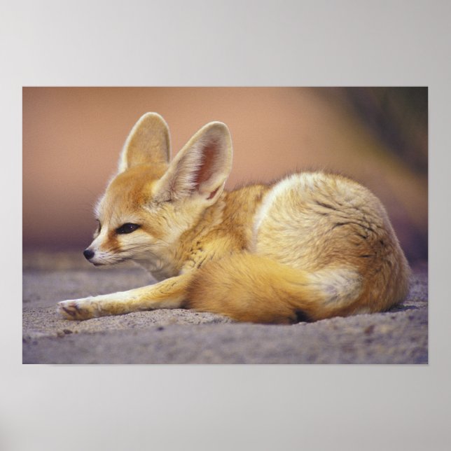 Poster Afrique du Nord. Fennec Fennecus zerda) (Devant)