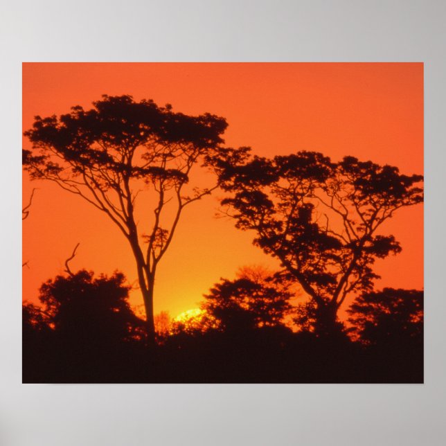 Poster Afrique du Sud. Coucher de soleil africain. (Devant)