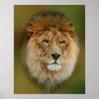 Afrique du Sud Majestic Lion Fermer