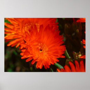 Poster Afrique du Sud Vert Orange Fleurs Succulentes